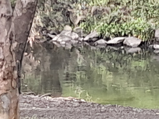 A H Capp Reserve 20250824 034102 015