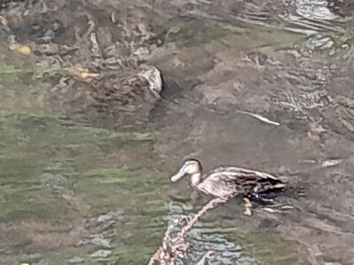 A H Capp Reserve 20250824 034106 020