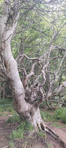 Adventure Cove Wild Woodland 20250808 152917 005