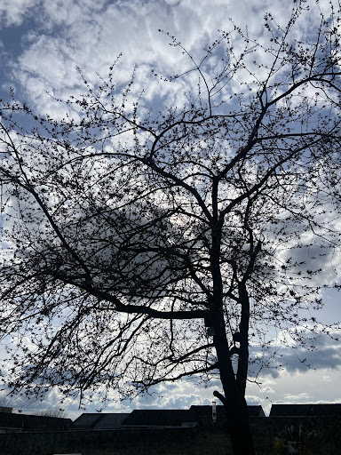 Alloa Wimpy Park 20250808 150434 001