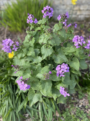 Alloa Wimpy Park 20250808 150439 007