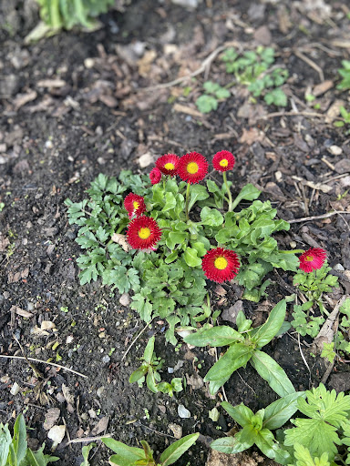 Alloa Wimpy Park 20250808 150440 009