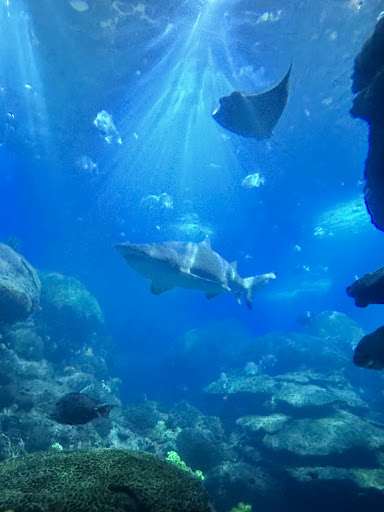 Aquarium Plaza 20250726 212812 004