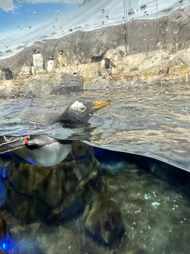 Aquarium Plaza 20250726 212814 007