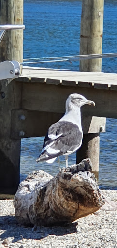 Bay View Reserve Playground 20250818 172734 002