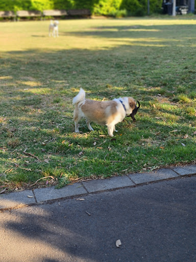 Beaconsfield Park 20250824 025155 003