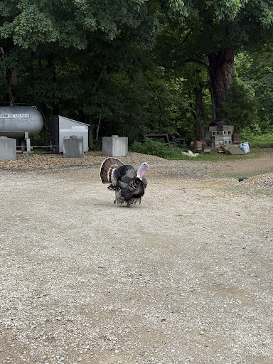 Big Creek RV Park  Arcadia Meadow Campground LLC 20250726 235702 010