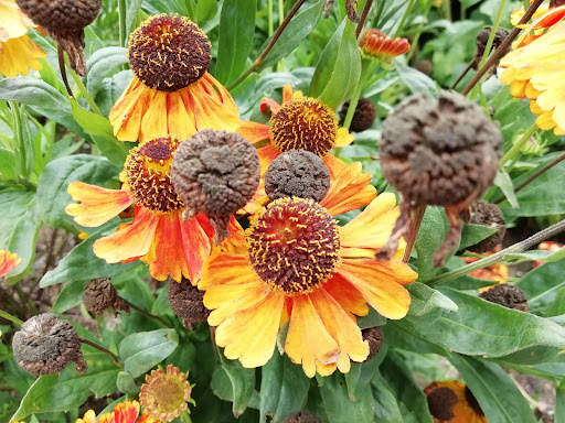 Calverley Adventure Grounds 20250808 194643 002