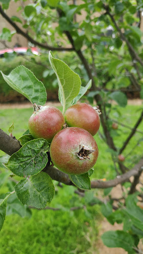 Cambuskenneth Play Park 20250808 150458 005