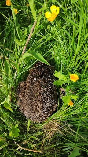 Cambuskenneth Play Park 20250808 150500 008