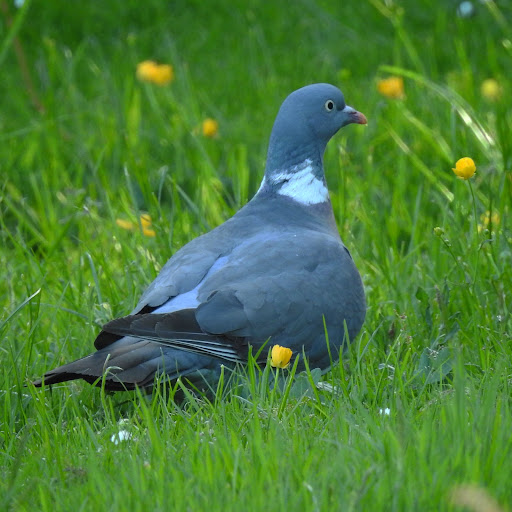Cambuskenneth Play Park 20250808 150502 010