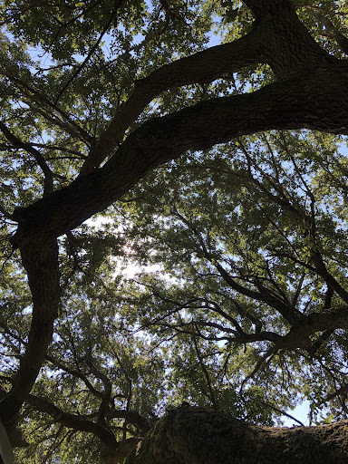 Carlyss Park Sulphur Parks and Recreation 20250726 182515 013