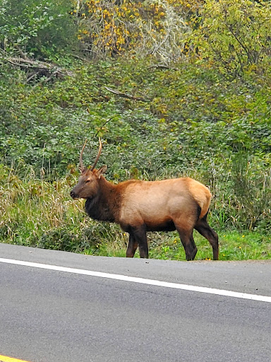 Carruthers Memorial Park 20250727 084725 006