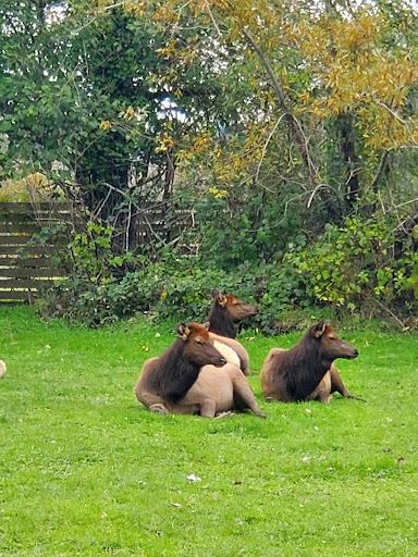 Carruthers Memorial Park 20250727 084729 010