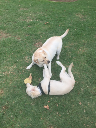Cheltenham Reserve Playground 20250824 015057 016