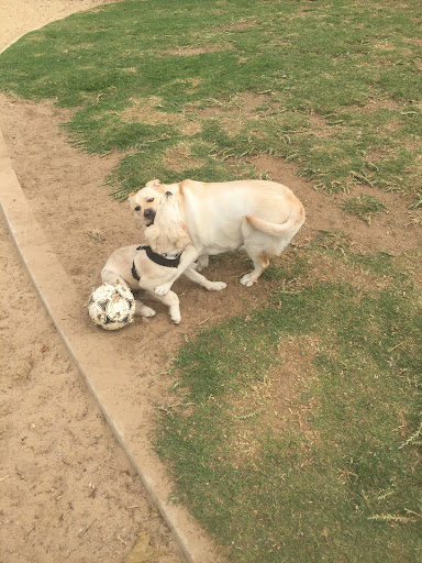 Cheltenham Reserve Playground 20250824 015058 017