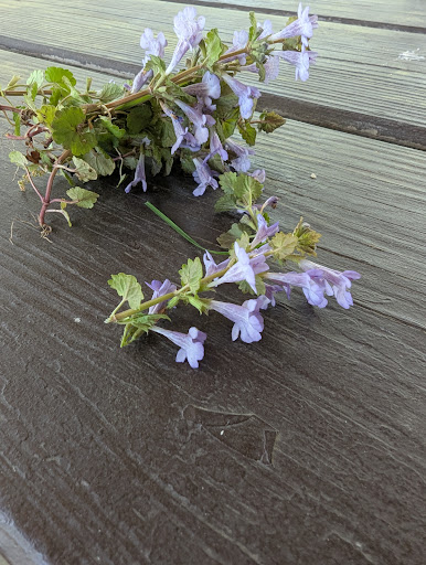 City Park 20250727 044526 001