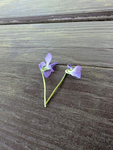 City Park 20250727 044527 002