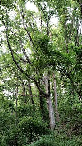 Cochran Mill Park 20250726 201721 010