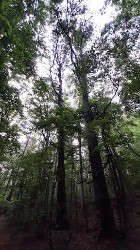 Cochran Mill Park 20250726 201725 015