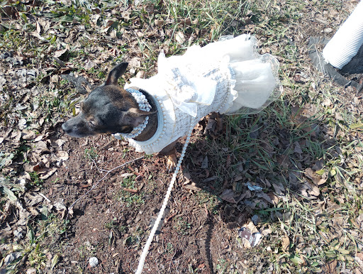 College Green Park 20250727 044701 006