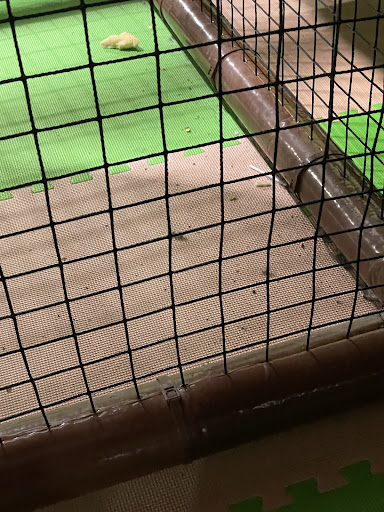 Crocs Playcentre Cannington 20250824 020521 010