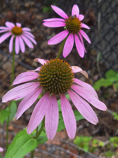 Dan Nicholas Park 20250726 222946 010