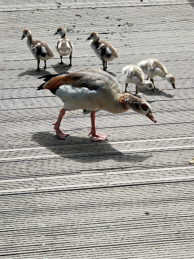 Discovery Land at Priory Farm 20250808 194746 016