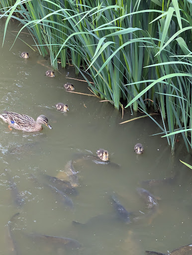 Discovery Land at Priory Farm 20250808 194747 018