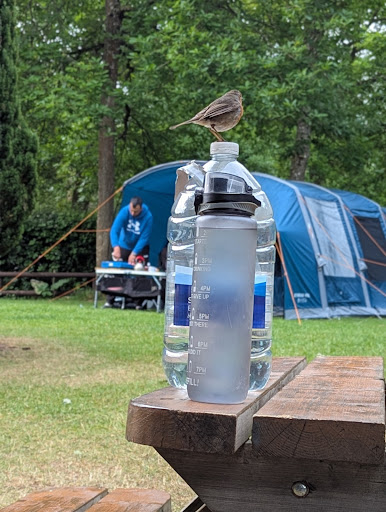 Doward Park Campsite 20250808 183548 004