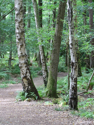 Doward Park Campsite 20250808 183550 006