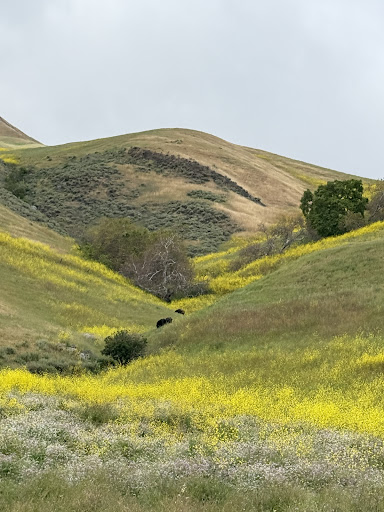 Ed R Levin County Park 20250726 234823 005