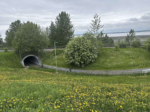 Elderberry Park 20250727 094819 018