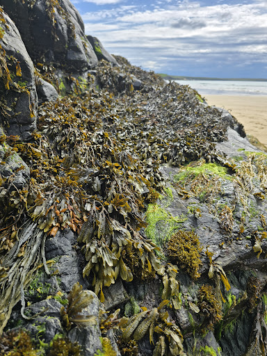 Eoropie Dunes Park 20250808 145015 012