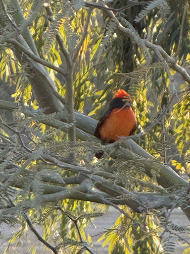 Estrella Mountain Regional Park Playground 20250726 200405 006