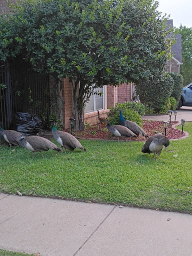 F J Red Kane Park 20250727 131219 002