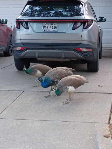 F J Red Kane Park 20250727 131225 008