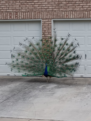 F J Red Kane Park 20250727 131227 010