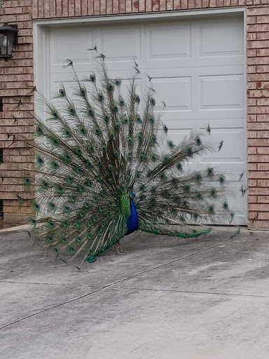 F J Red Kane Park 20250727 131228 011