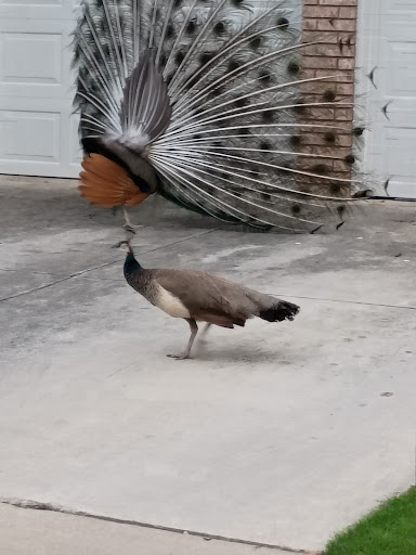 F J Red Kane Park 20250727 131229 012