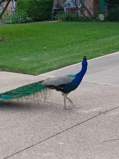 F J Red Kane Park 20250727 131230 013