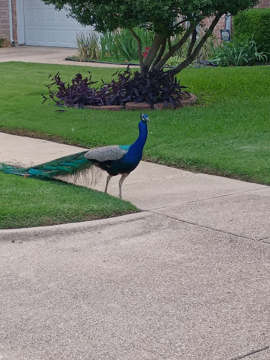 F J Red Kane Park 20250727 131231 014