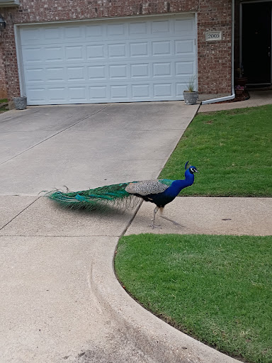 F J Red Kane Park 20250727 131232 015