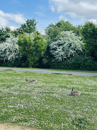 Fairlop Waters Country Park 20250808 184031 002