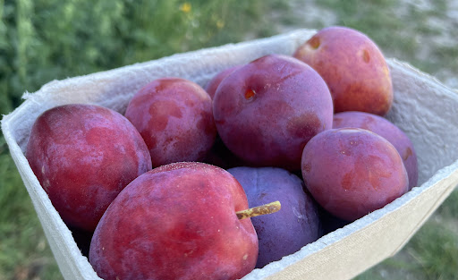 Felderland PYO Pick Your Own Farm 20250808 192351 008