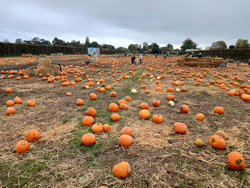 Felderland PYO Pick Your Own Farm 20250808 192355 012