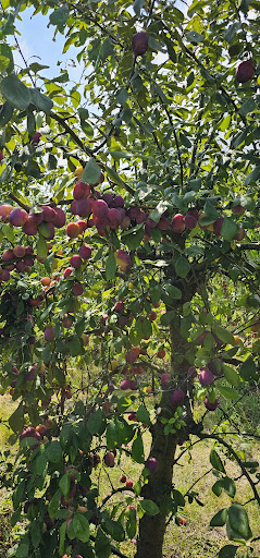 Felderland PYO Pick Your Own Farm 20250808 192358 016