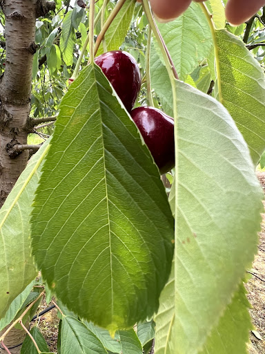 Felderland PYO Pick Your Own Farm 20250808 192401 020