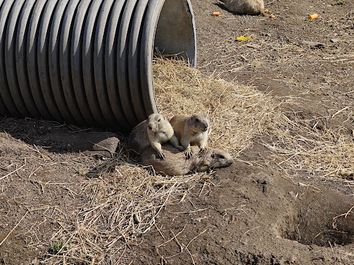 Five Sisters Zoo 20250808 151647 006