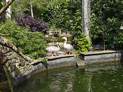 Five Sisters Zoo 20250808 151650 009